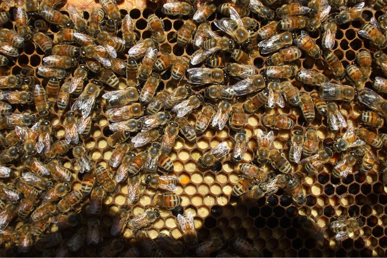 Bee hive removal service near West Covina