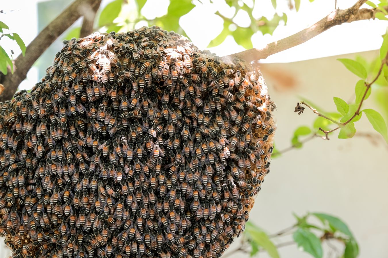 Bee removal expertise