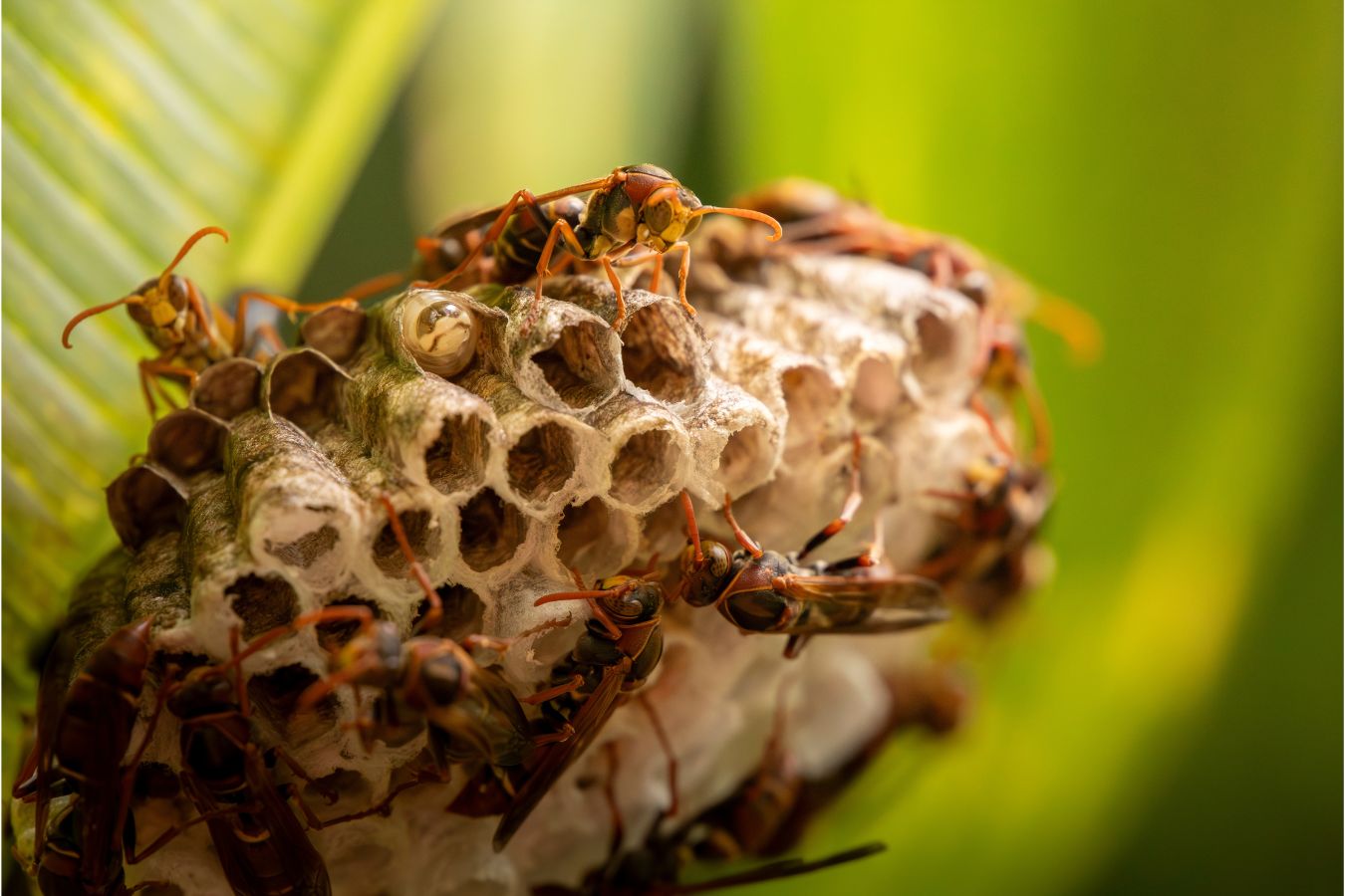 Hive extraction service in West Covina